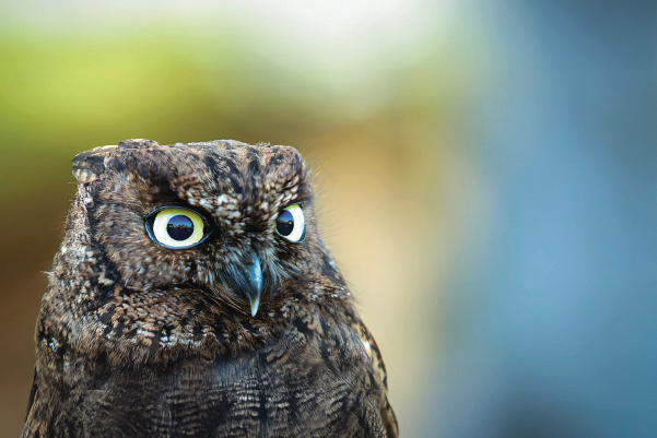 Lanei — Western Screech Owl